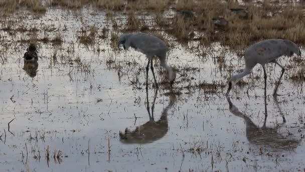 Two Cranes Pecking Food Bosque Del Apache National Wildlife Refuge — Stock Video