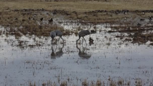 Three Cranes Pecking Food Bosque Del Apache National Wildlife Refuge — Stock Video