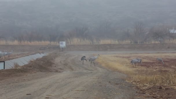 穿越公路的起重机 新墨西哥州博斯克德尔阿帕奇国家野生动物保护区 免版税图库视频