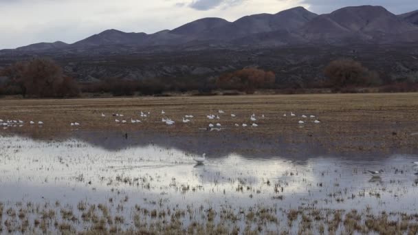 Snow Goose Wading Bosque Del Apache National Wildlife Refuge New — Stock Video