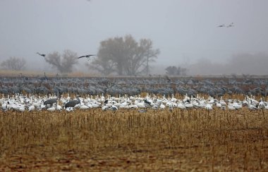White and gray birds - Bosque del Apache National Wildlife Refuge, New Mexico clipart