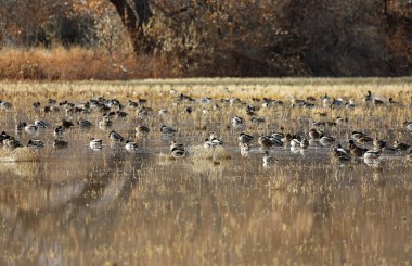 Ducks on wetland - Bosque del Apache National Wildlife Refuge, New Mexico clipart