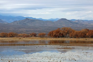 Bataklıktaki manzara - Bosque del Apaçi Ulusal Vahşi Yaşam Sığınağı, New Mexico