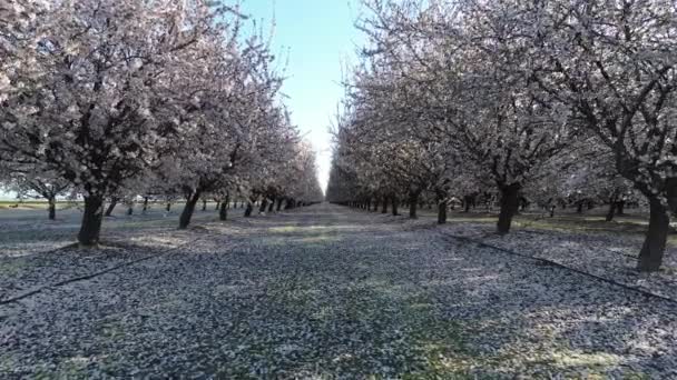 Entre Almendros Blossom Trail Fresno California — Vídeo de stock
