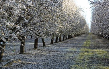 Badem ağaçlı sokak - Çiçek Patikası, Fresno California