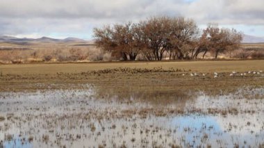 Siyah kuşlar sürüsü - Bosque del Apaçi Ulusal Vahşi Yaşam Sığınağı, New Mexico