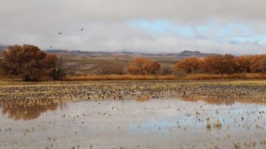 Ördeklerin göçü - Bosque del Apache Ulusal Vahşi Yaşam Sığınağı, New Mexico