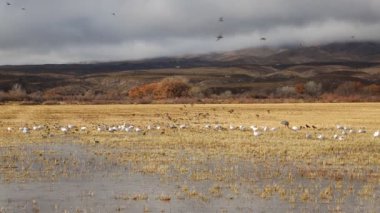 Vadideki kuşlar - Bosque del Apache Ulusal Vahşi Yaşam Sığınağı, New Mexico