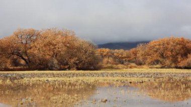 Ördeklerle Sahne - Bosque del Apaçi Ulusal Vahşi Yaşam Sığınağı, New Mexico