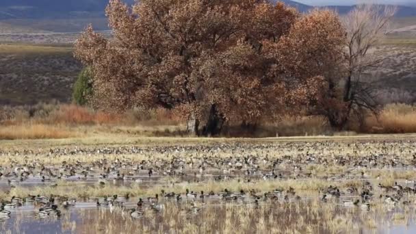 湿地のドック ボスクデルアパッチナショナル野生生物保護区 ニューメキシコ州 — ストック動画