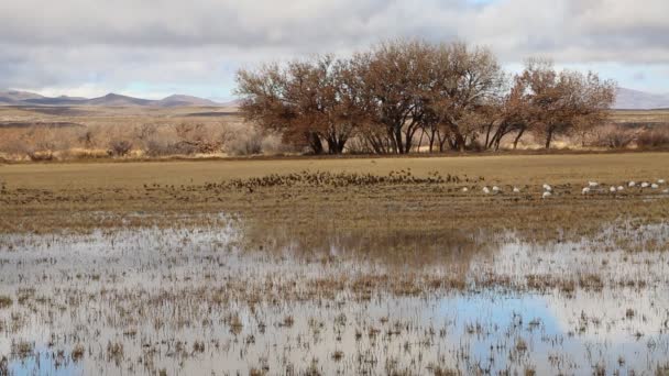 Blackbirds Flock Bosque Del Apache National Wildlife Refuge New Mexico — Stockvideo