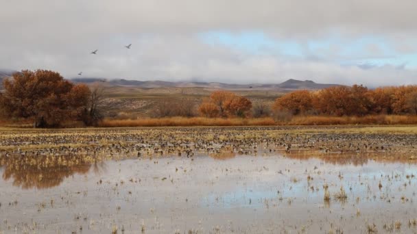 鸭的迁徙 Bosque Del Apache国家野生动物保护区 新墨西哥州 图库视频