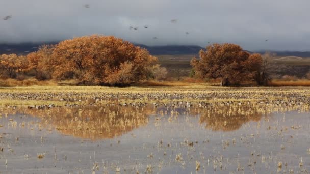 Landskap Med Änder Bosque Del Apache National Wildlife Refuge New — Stockvideo