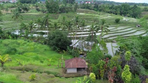 Paisagem Campo Arroz Jatiluwih Rice Terraces Bali Indonésia — Vídeo de Stock