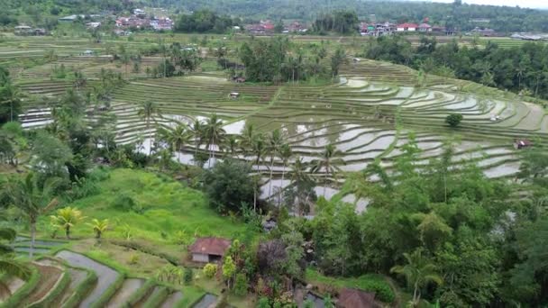 Jatiluwih Rice Terraces Bali Indonésia — Vídeo de Stock