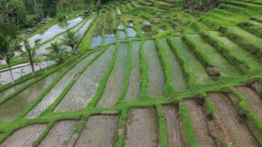 Çeltikler - Jatiluwih Rice Terasları, Bali, Endonezya