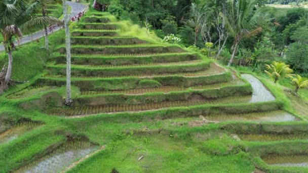 Escadas Arroz Jatiluwih Rice Terraces Bali Indonésia — Vídeo de Stock