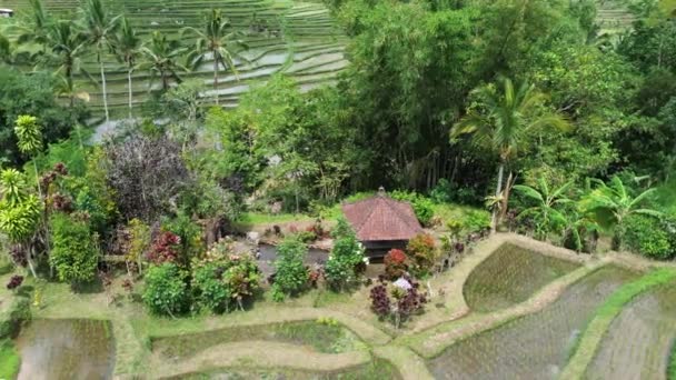 Torno Jatiluwih Rice Terraces Bali Indonésia — Vídeo de Stock