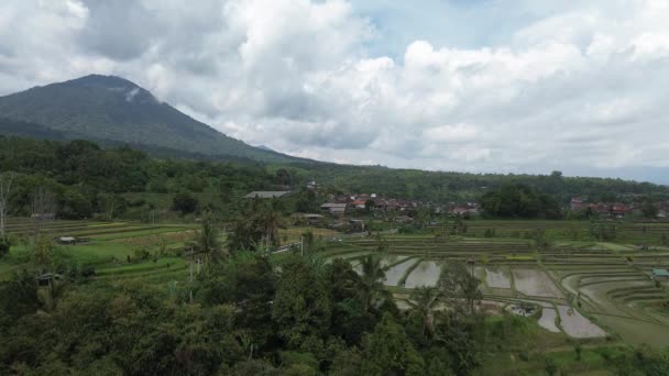 Villaggio Con Terrazze Riso Jatiluwih Bali Indonesia — Video Stock