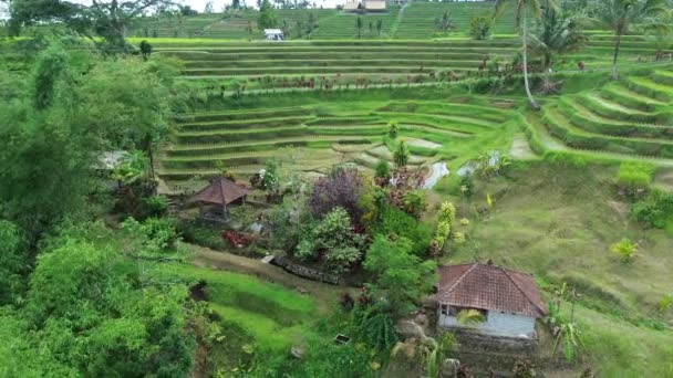 Paisagem Jatiluwih Rice Terraces Bali Indonésia — Vídeo de Stock