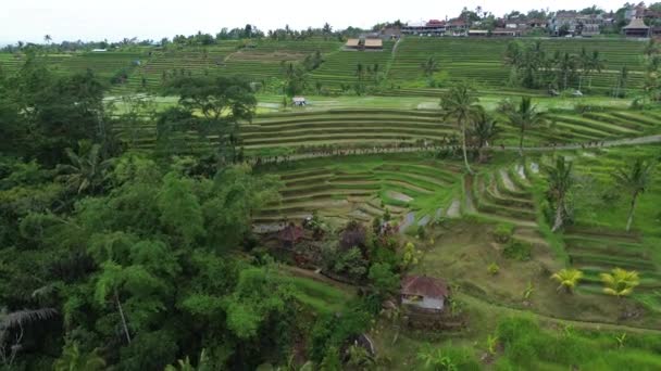 Trilha Jatiluwih Rice Terraces Bali Indonésia — Vídeo de Stock