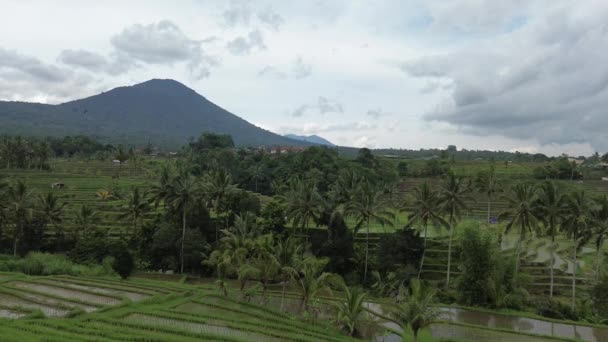 Campo Montanha Arroz Jatiluwih Rice Terraces Bali Indonésia — Vídeo de Stock