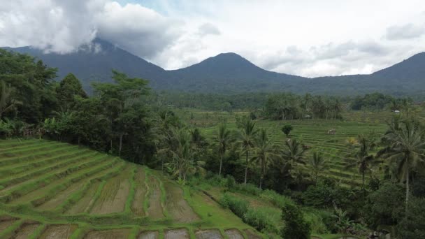 Paesaggio Centrale Bali Terrazze Riso Jatiluwih Bali Indonesia — Video Stock