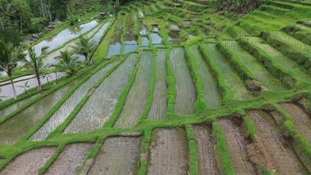 Paddies Terraços Arroz Jatiluwih Bali Indonésia — Vídeo de Stock