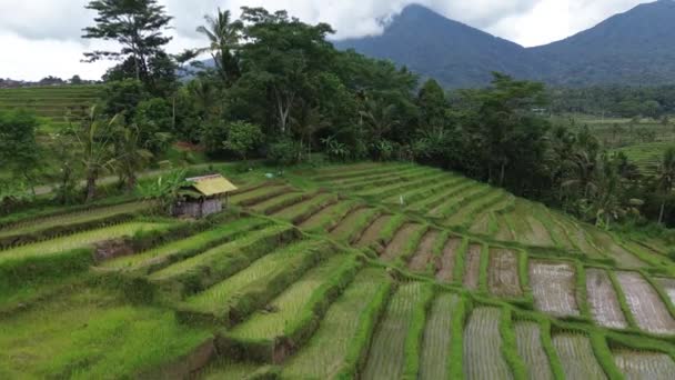 Terasy Rýží Jatiluwih Rýžové Terasy Bali Indonésie — Stock video