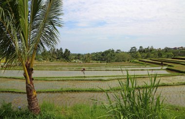 Palmiye ağacı ve pirinç tarlası - Jatiluwih Rice Terasları, Bali, Endonezya