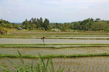 Tropik pirinç tarlası - Jatiluwih Rice Terasları, Bali, Endonezya