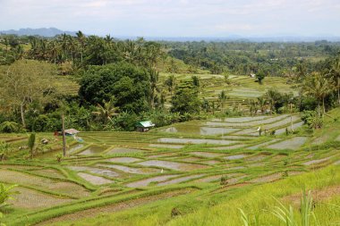 Pirinç Terasları- Jatiluwih Rice Terasları, Bali, Endonezya