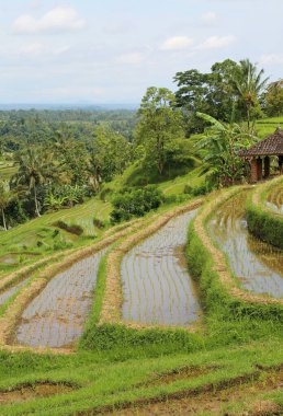 Rice terraces vertical - Jatiluwih Rice Terraces, Bali, Indonesia clipart
