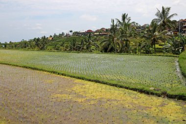 Rice field - Jatiluwih Rice Terraces, Bali, Indonesia clipart