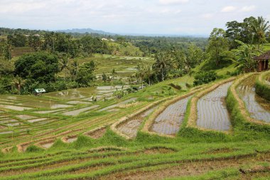 The valley with rice terraces - Jatiluwih Rice Terraces, Bali, Indonesia clipart