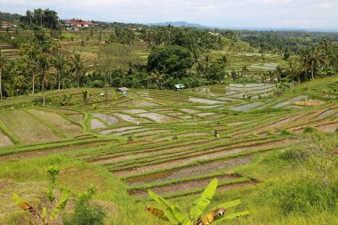 Pirinç tarlalarına bakın - Jatiluwih Rice Terasları, Bali, Endonezya