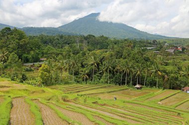 Batukaru mountain - Jatiluwih Rice Terraces, Bali, Indonesia clipart