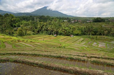 Beautiful landscape - Jatiluwih Rice Terraces, Bali, Indonesia clipart