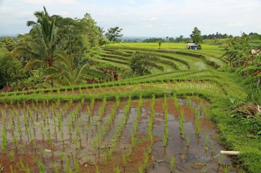 Jatiluwih landscape - Jatiluwih Rice Terraces, Bali, Indonesia clipart