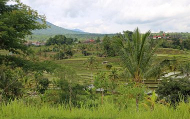 The village - Jatiluwih Rice Terraces, Bali, Indonesia clipart