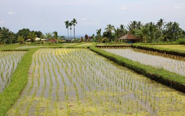 Pirinç tarlası - Jatiluwih Rice Terasları, Bali, Endonezya