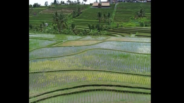 Descolagem Jatiluwih Arroz Terraços Bali Indonésia — Vídeo de Stock