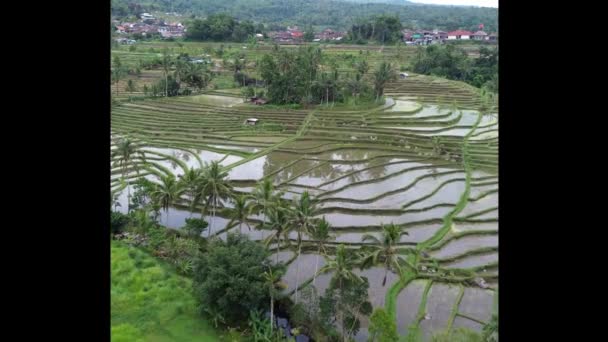 Reflexão Arrozais Jatiluwih Arroz Terraços Bali Indonésia — Vídeo de Stock