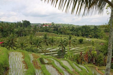 Palmiye yaprağının altında - Jatiluwih Rice terası, Bali, Endonezya