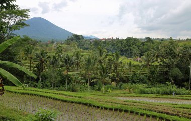 Tropical scenery - Jatiluwih Rice terrace, Bali, Indonesia clipart