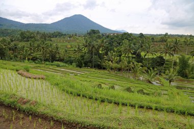 Green scenery - Jatiluwih Rice terrace, Bali, Indonesia clipart
