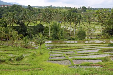 Bali landscape - Jatiluwih Rice terrace, Bali, Indonesia clipart