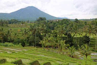Agricultural scenery - Jatiluwih Rice terrace, Bali, Indonesia clipart