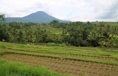Bali - Jatiluwih Rice terası, Bali, Endonezya