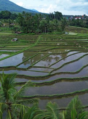 Rice paddies vertical - Jatiluwih Rice Terraces, Bali, Indonesia clipart